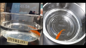 Two-view splitscreen of goldfish.