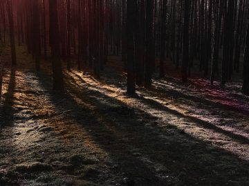 Spooky forest in unnatural colors